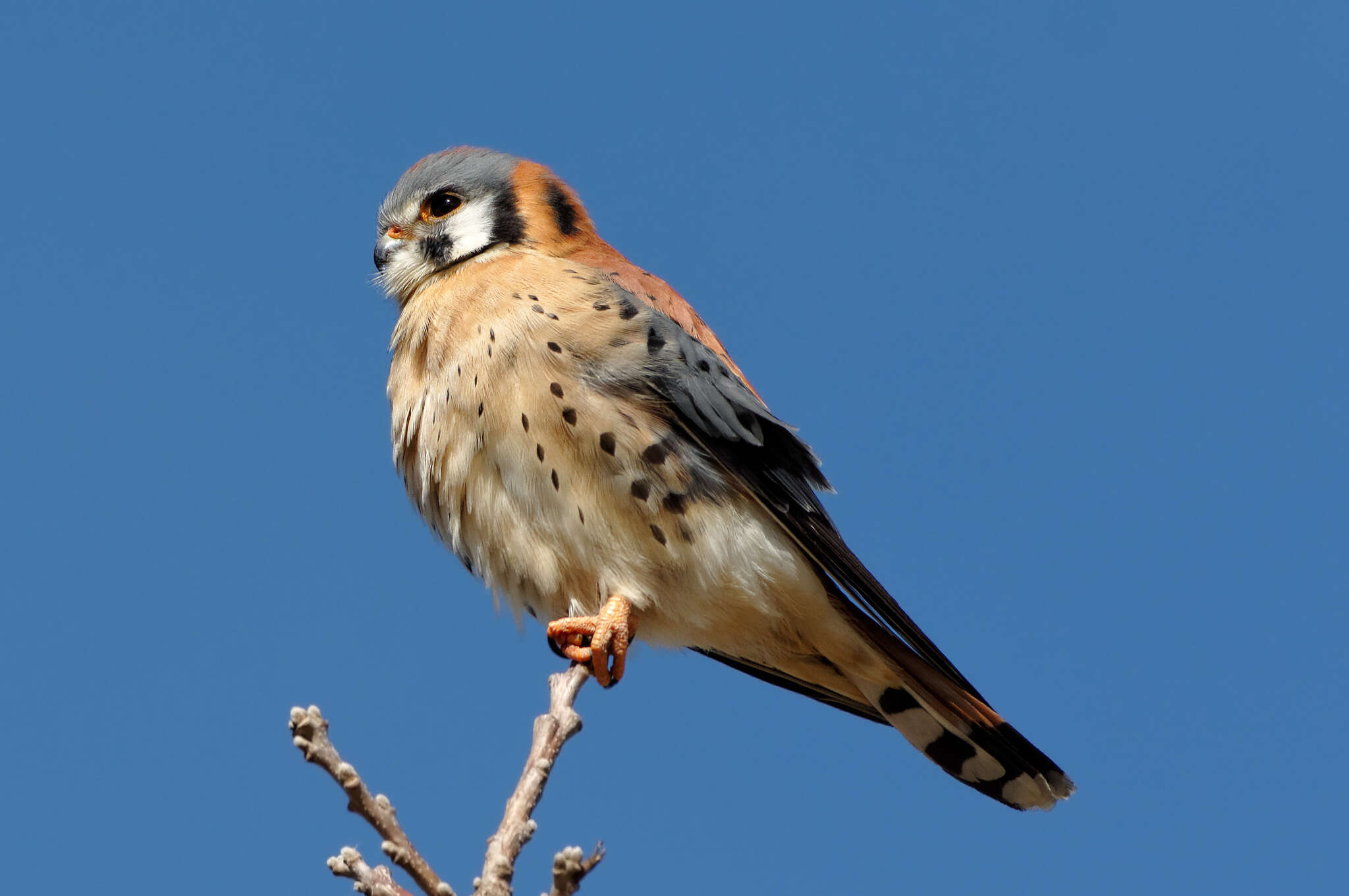 Image of American Kestrel