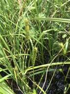 Image de Carex atherodes Spreng.