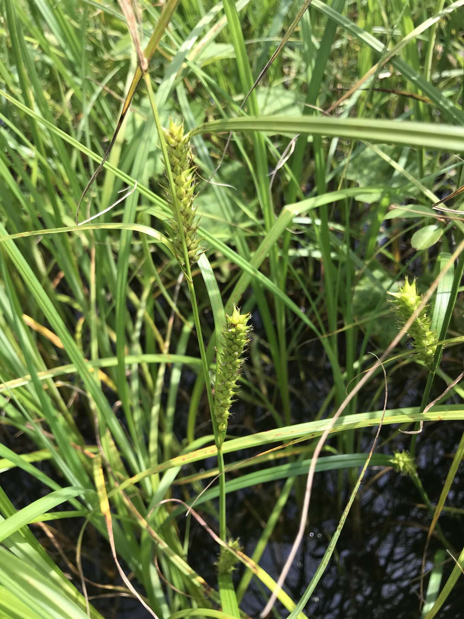 Imagem de Carex atherodes Spreng.