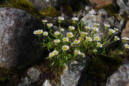 Слика од Erigeron morrisonensis Hayata