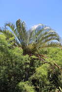 Image of Triangle palm