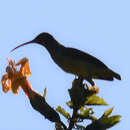 Arachnothera chrysogenys (Temminck 1826) resmi