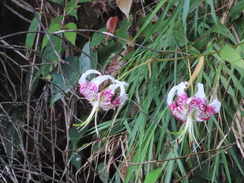 Image of Lilium speciosum Thunb.