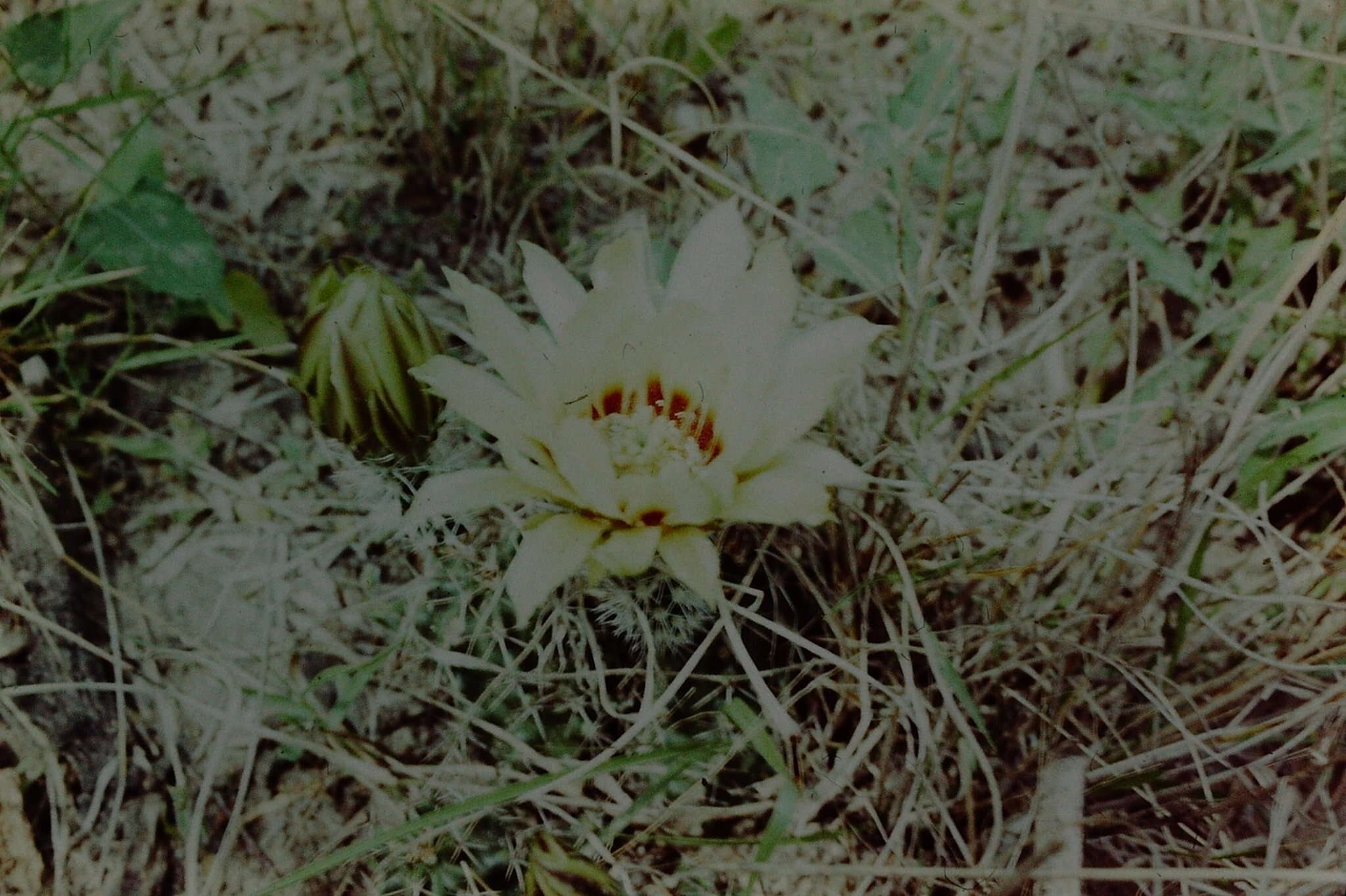 Image of Allicoche hedgehog cactus