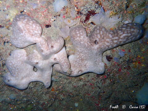 Image of Chondrosiida Boury-Esnault & Lopes 1985