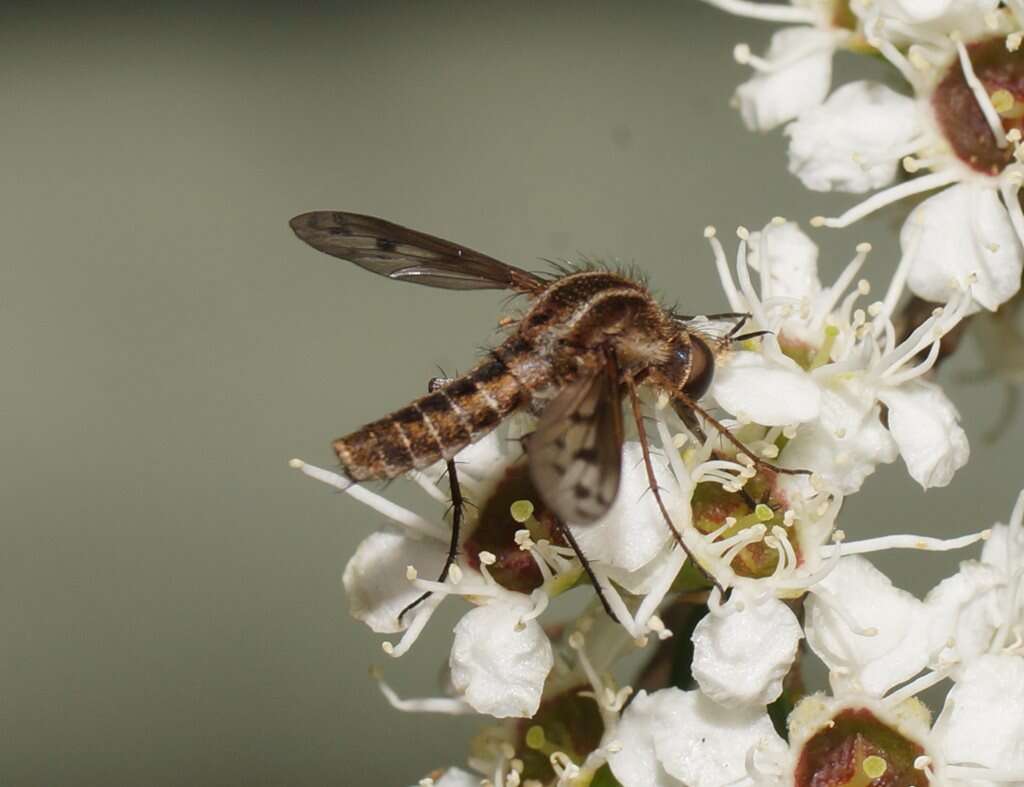 <i>Marmasoma sumptuosum</i>的圖片