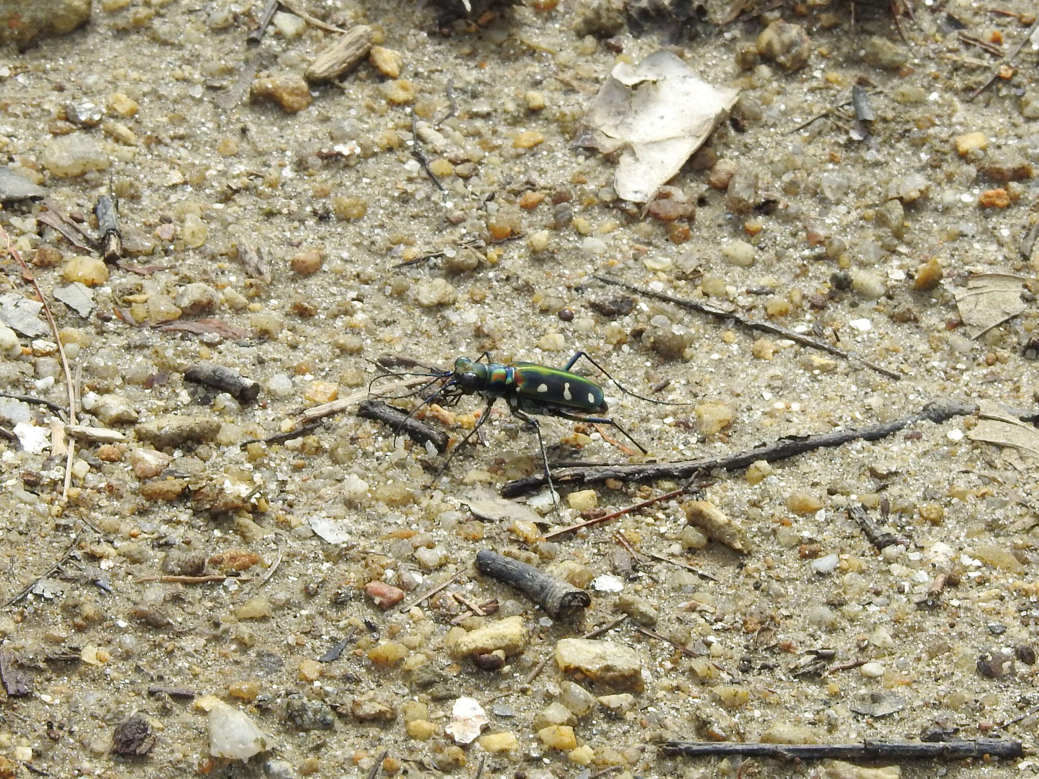 Image of Cicindela (Cosmodela) virgula Fleutiaux 1894