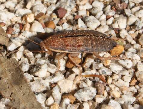 Image of Zonioploca medilinea (Tepper 1893)