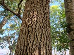 Image of Myrocarpus frondosus Allemao