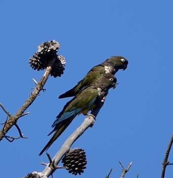 صورة Cyanoliseus patagonus bloxami Olson 1995