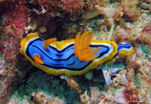 Image of Chromodoris elisabethina Bergh 1877