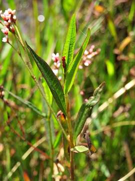 Imagem de Persicaria hystricula (Schuster) Sojak