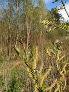 Image of Almond-leaved Willow