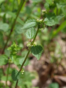 Image of heartleaf nettle