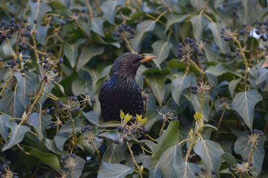 Sivun Sturnus vulgaris tauricus Buturlin 1904 kuva