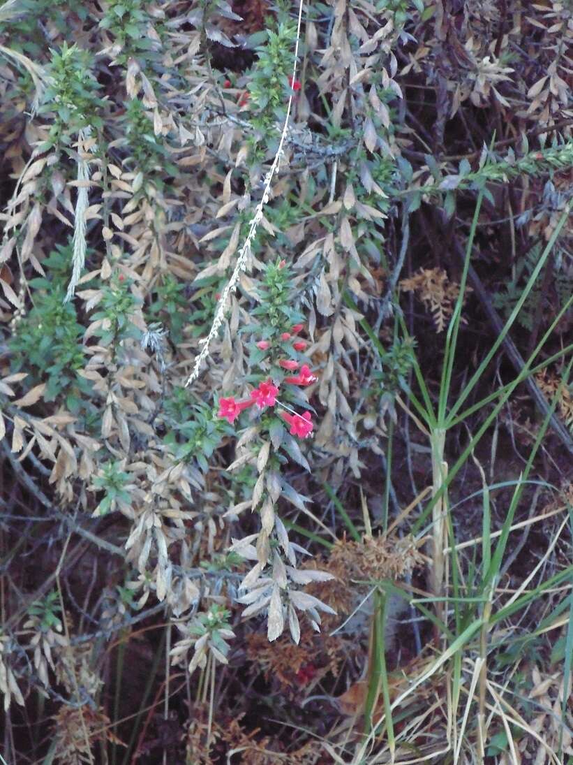 Image of Loeselia mexicana (Lam.) Brand