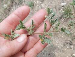 Image of hairy caltrop