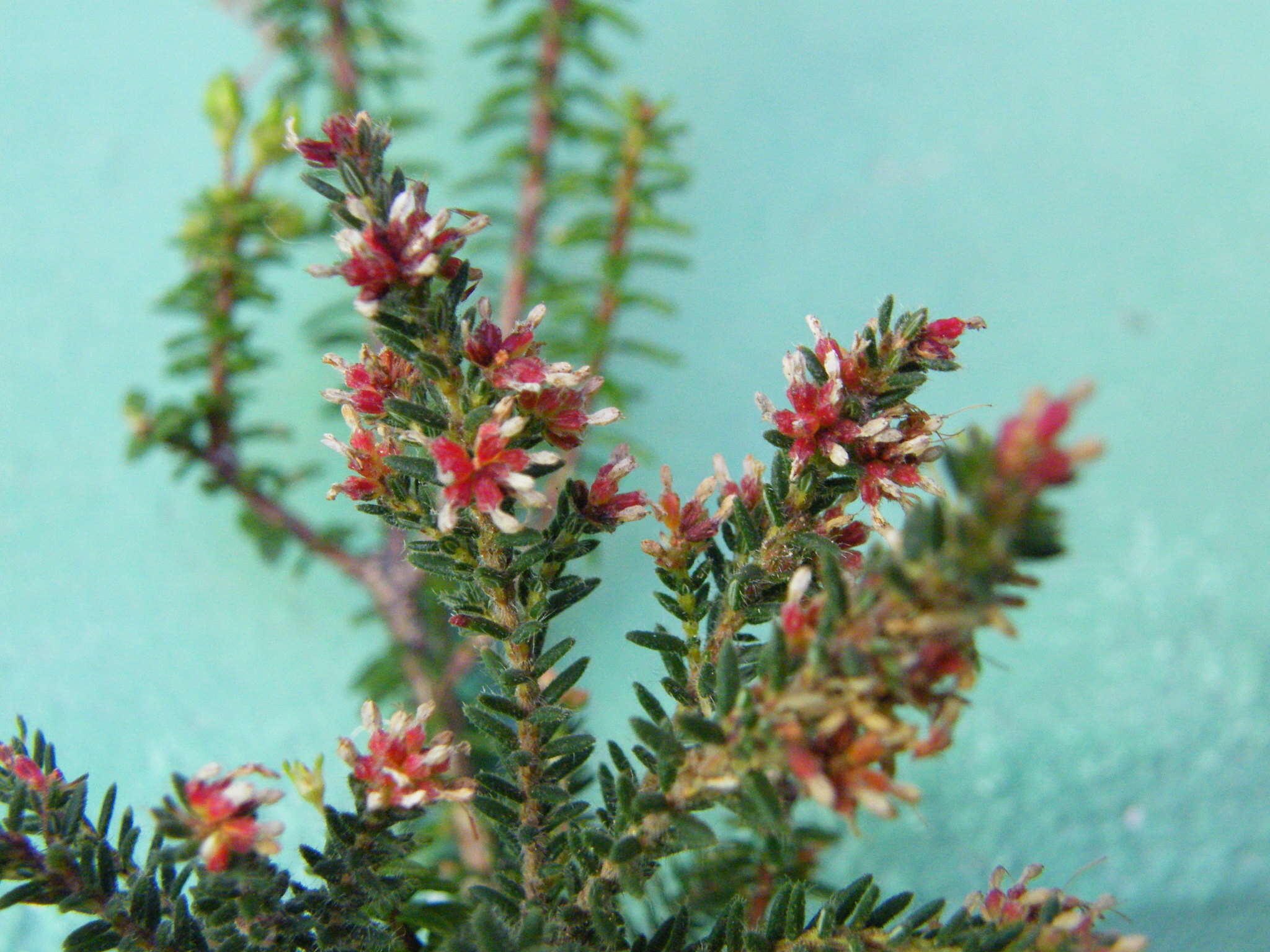 Plancia ëd Erica glabella subsp. glabella