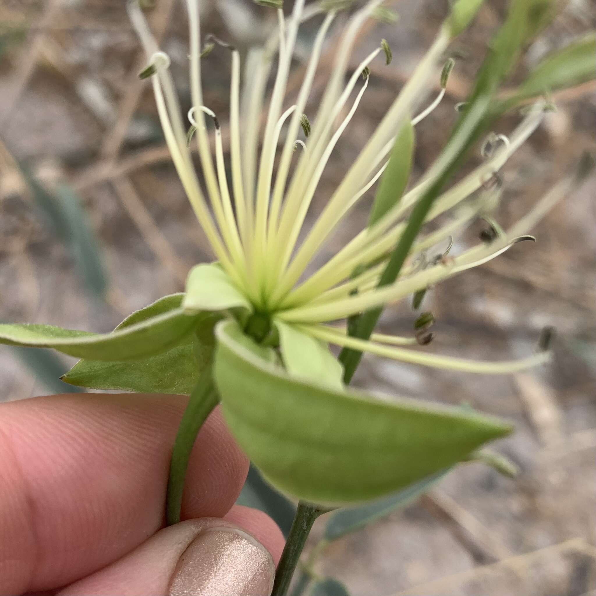 Image of Maerua juncea Pax