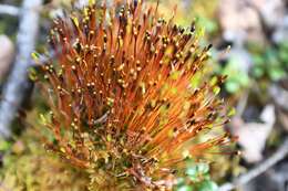 Image of Black fruited stink moss