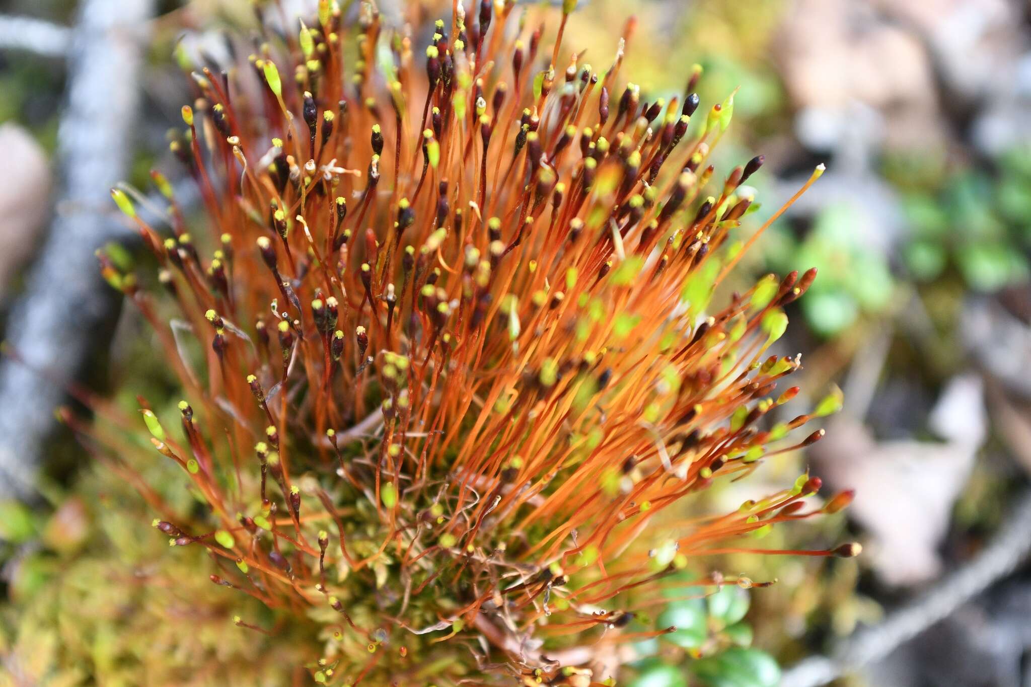 Image of Black fruited stink moss