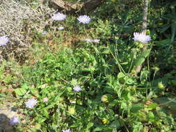 صورة Knautia integrifolia (L.) Bertol.