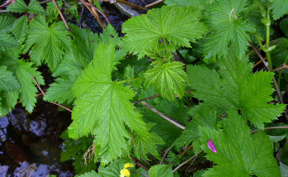 Plancia ëd Filipendula occidentalis (S. Wats.) T. J. Howell