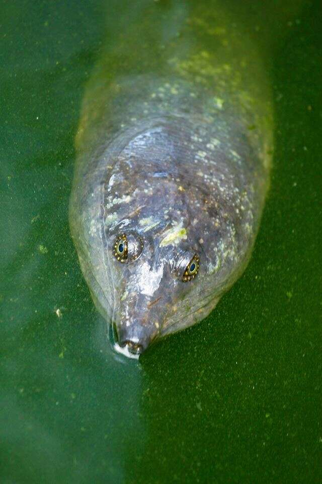 Image of Asiatic Softshell Turtle