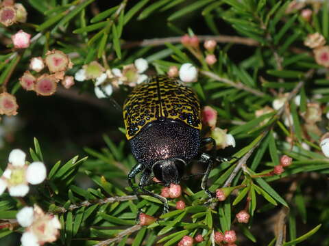 Image of Stigmodera macularia (Donovan 1805)