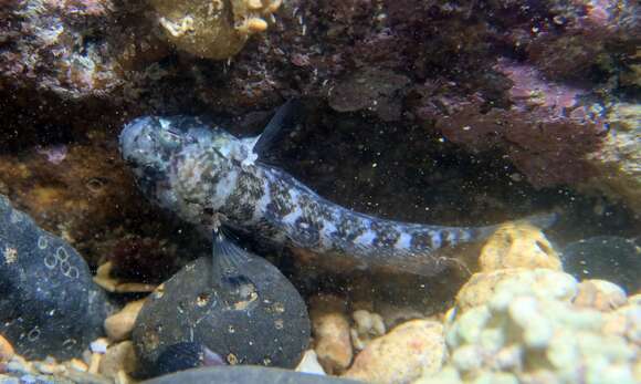 صورة Nematogobius brachynemus Pfaff 1933