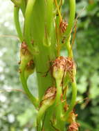 Image of Eremurus tauricus Steven