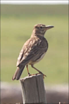 Image of Large-billed Lark