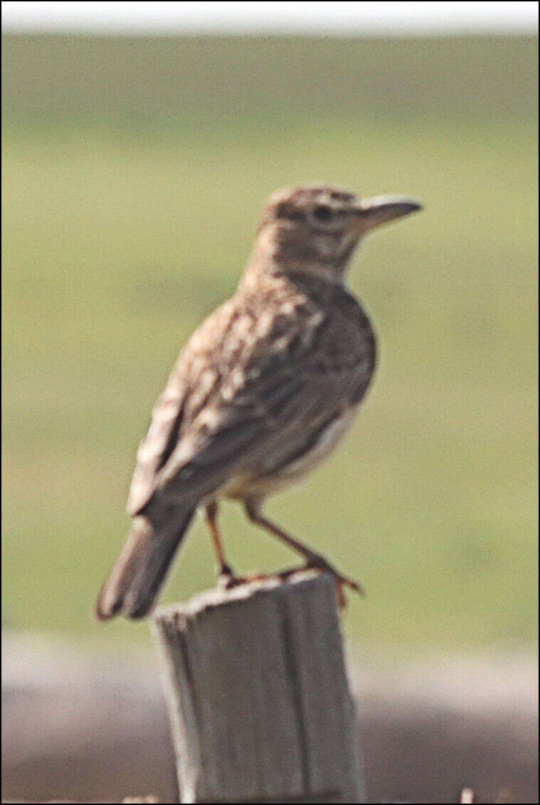 Image of Large-billed Lark