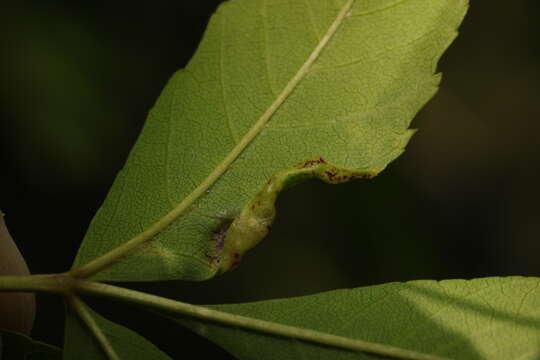 Image of Jumping plant lice