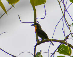 Image of Scarlet-crowned Barbet