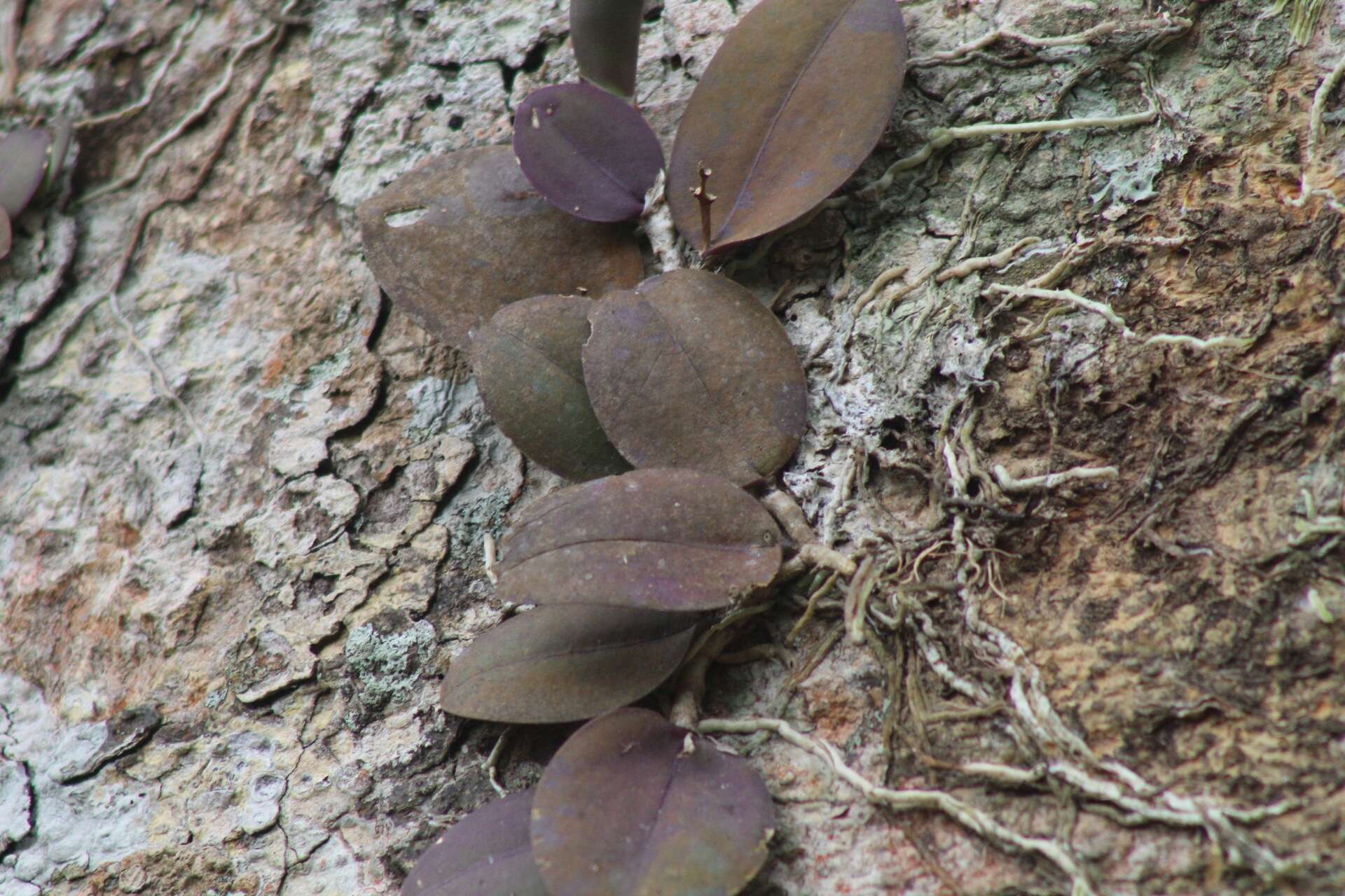 Image of Meiracyllium trinasutum Rchb. fil.