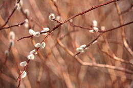 Plancia ëd Salix discolor Muhl.