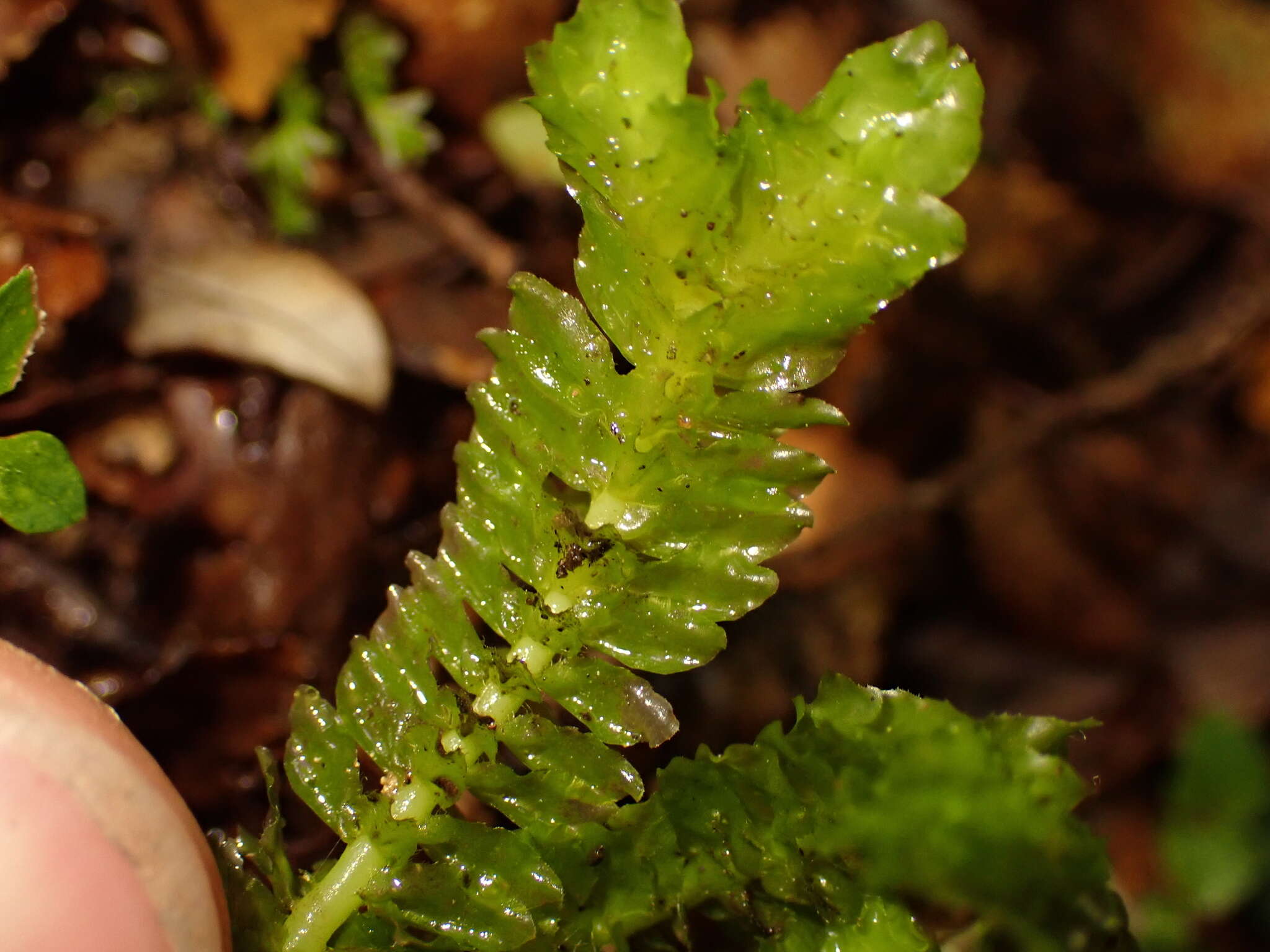 Image of Schistochila nobilis (Hook.) Trevis.