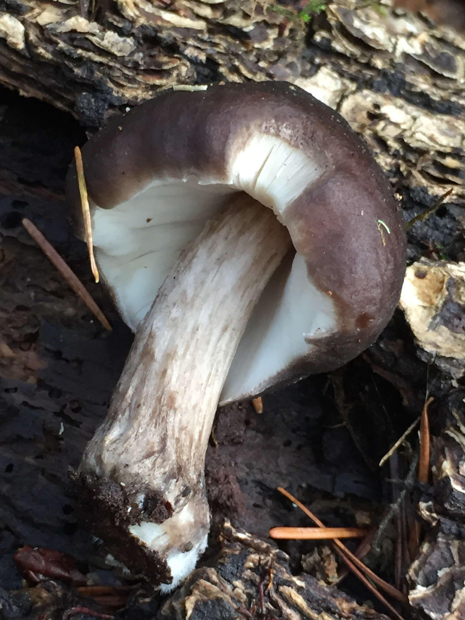 Image of Pluteus cervinus (Schaeff.) P. Kumm.