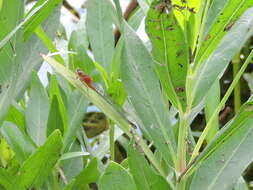 Image of Rambur's Forktail