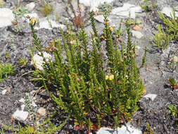 Image of Hermannia concinnifolia Verdoorn