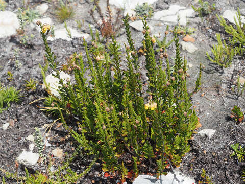Image of Hermannia concinnifolia Verdoorn