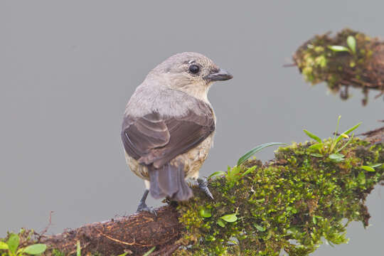 Image of Plain-colored Tanager