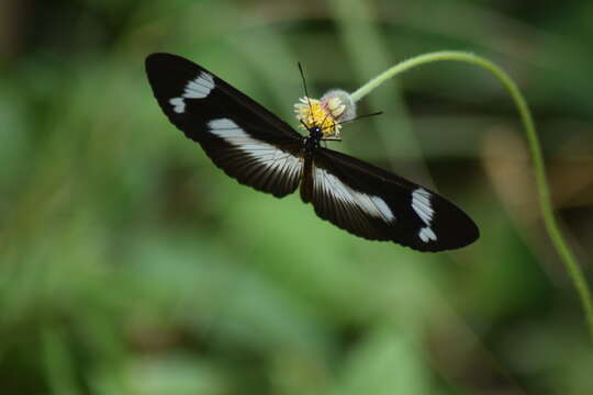 Acraea epaea epaea resmi