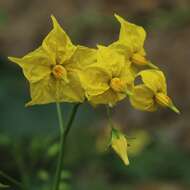 Image de Solanum arcanum Peralta