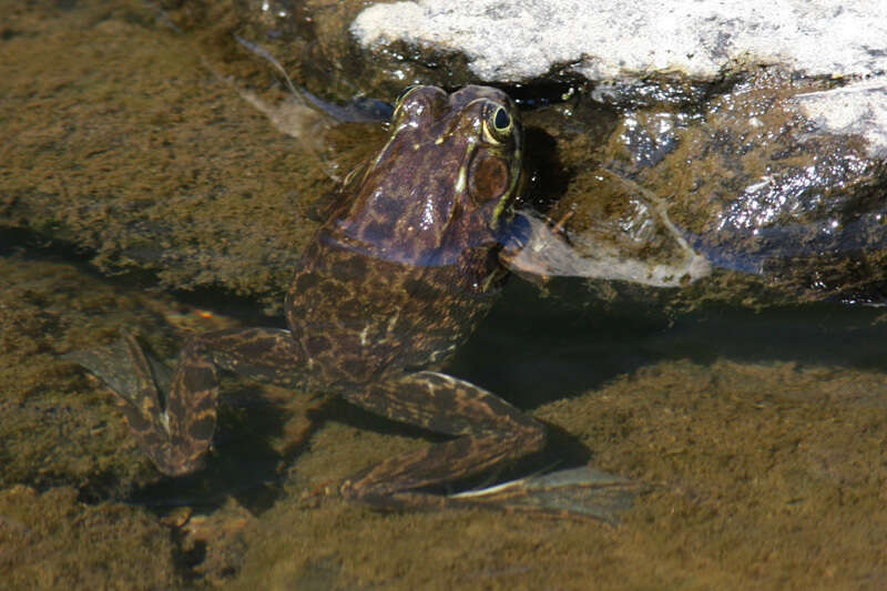 Image of Mink Frog