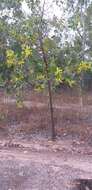 Image of Acacia dimidiata Benth.