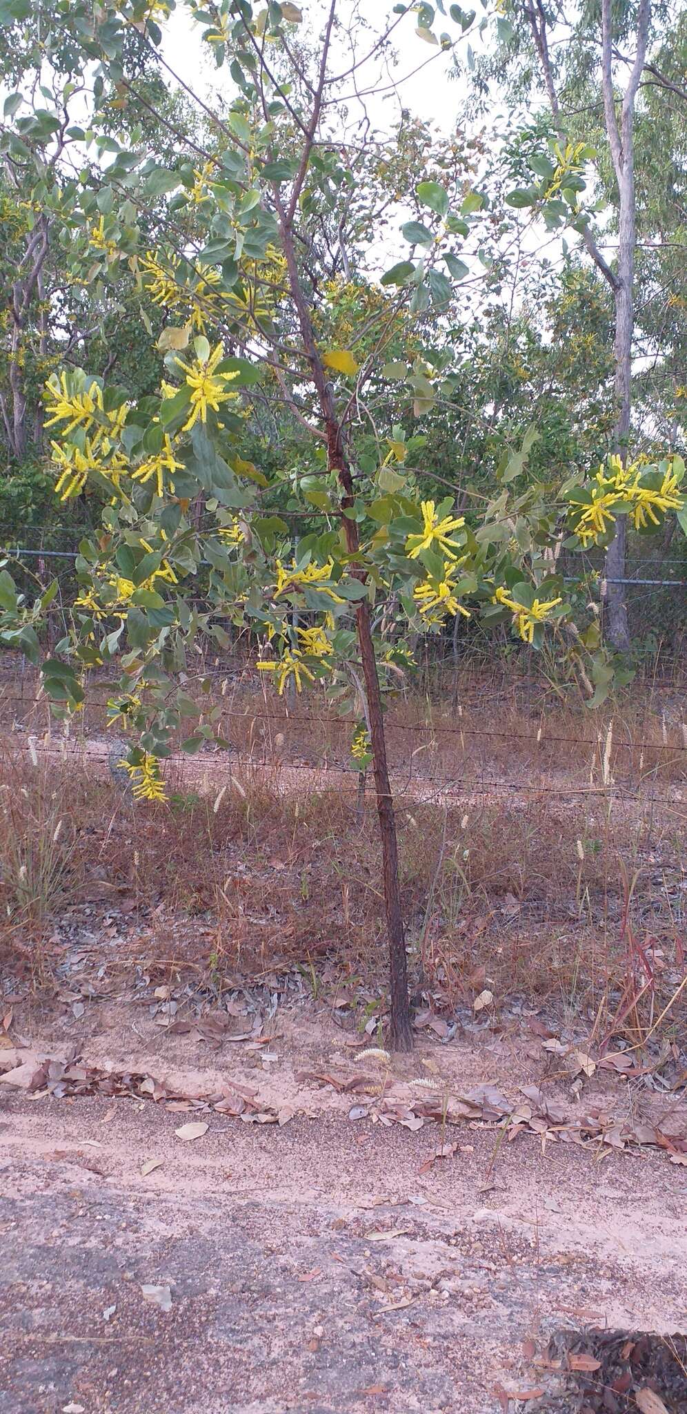 Acacia dimidiata Benth.的圖片