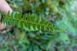 Image of Polystichum levingei C. Hope ex Christ