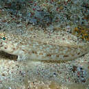 Image of Slender Goby